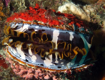Giant Clam
